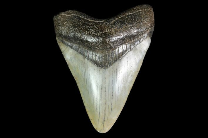Fossil Megalodon Tooth - North Carolina #129957